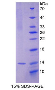 Figure 1. SDS-PAGE
