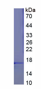 Figure 1. SDS-PAGE