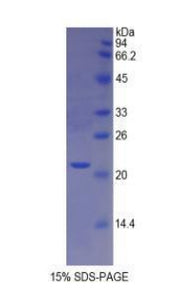 Figure 1. SDS-PAGE