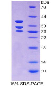 Figure 1. SDS-PAGE