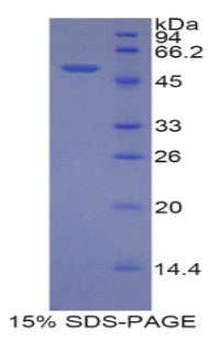 Figure 1. SDS-PAGE
