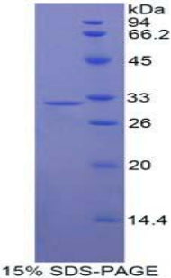 Figure 1. SDS-PAGE