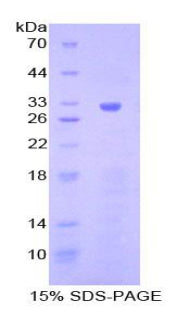 Figure 1. SDS-PAGE