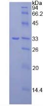 Figure 3. SDS-PAGE