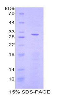 Figure 1. SDS-PAGE