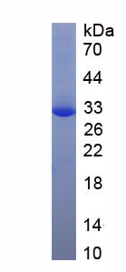 Figure 1. SDS-PAGE