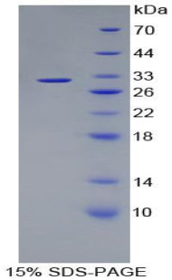 Figure 2. SDS-PAGE
