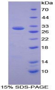 Figure 1. SDS-PAGE