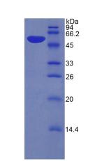 Figure 2. SDS-PAGE