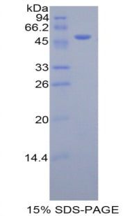 Figure 1. SDS-PAGE