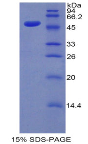 Figure 1. SDS-PAGE