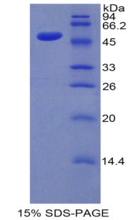 Figure 1. SDS-PAGE