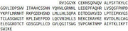 Recombinant Kallikrein 7 (KLK7), RPU42367