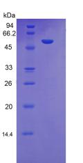 Figure 2. SDS-PAGE