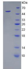 Figure 2. SDS-PAGE