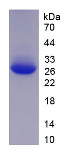 Figure 1. SDS-PAGE