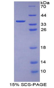 Figure 1. SDS-PAGE