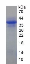 Figure 1. SDS-PAGE