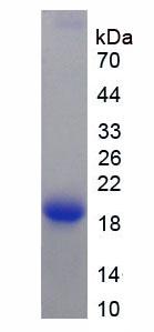 Figure 2. SDS-PAGE