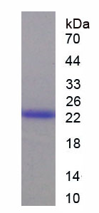 Figure 1. SDS-PAGE