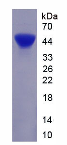 Figure 1. SDS-PAGE
