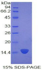 Figure 1. SDS-PAGE