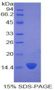 Figure 1. SDS-PAGE
