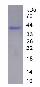 Figure 1. SDS-PAGE