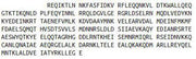 Recombinant Cytokeratin 5 (CK5), RPU42397