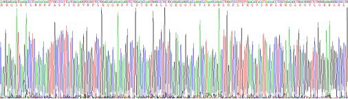 Recombinant Mouse Cytokeratin 5 (CK5)