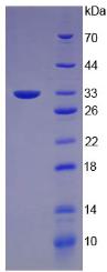 Figure 3. SDS-PAGE