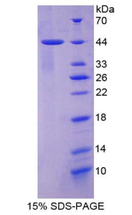 Figure 1. SDS-PAGE