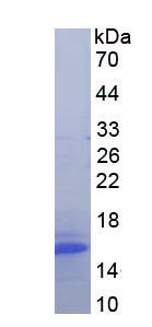 Figure 1. SDS-PAGE