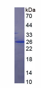 Figure 1. SDS-PAGE