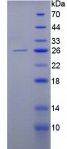 Figure 2. SDS-PAGE