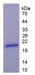 Figure 2. SDS-PAGE