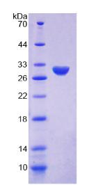 Figure 3. SDS-PAGE