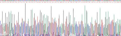 Recombinant Human Kidney Injury Molecule 1 (Kim1)