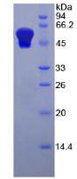 Figure 3. SDS-PAGE