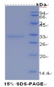 Figure 1. SDS-PAGE