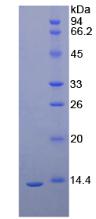 Figure 2. SDS-PAGE