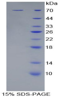 Figure 1. SDS-PAGE