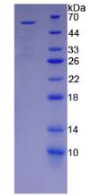 Figure 2. SDS-PAGE