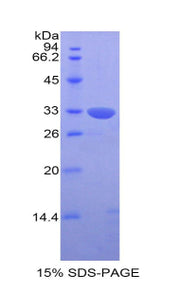 Figure 1. SDS-PAGE