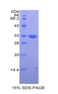 Figure 1. SDS-PAGE