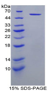 Figure 1. SDS-PAGE