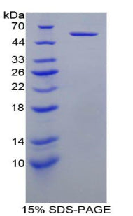 Figure 1. SDS-PAGE