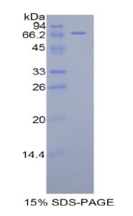 Figure 1. SDS-PAGE