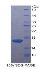 Figure 1. SDS-PAGE