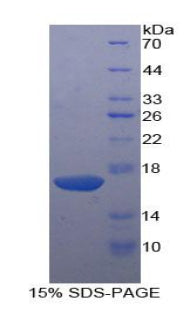 Figure 1. SDS-PAGE
